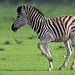 Burchell´s zebra in Etosha National Park.