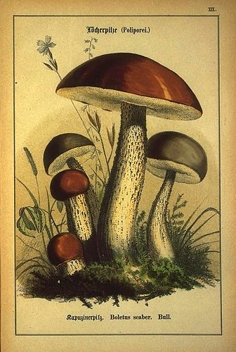 004-Allgemein verbreitete eßbare und schädliche Pilze 1876- Wilhelm von Ahles 