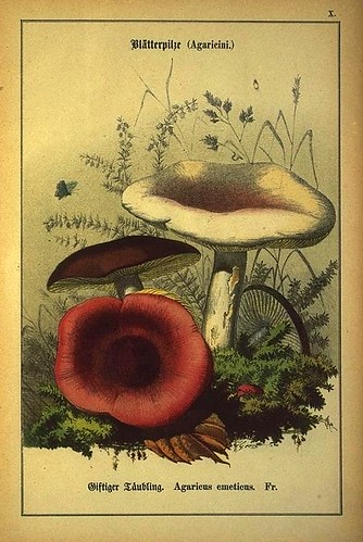 011-Allgemein verbreitete eßbare und schädliche Pilze 1876- Wilhelm von Ahles 