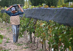 INV: Mendoza pierde 20% de uva por las heladas tardías
