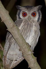 White-faced scops owl (Otus leucotis)
