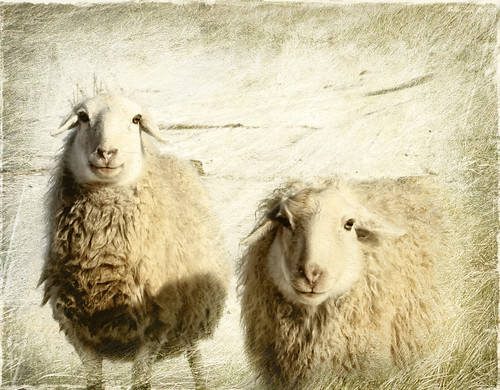 フリー写真素材|動物|哺乳類|ウシ科|羊・ヒツジ|