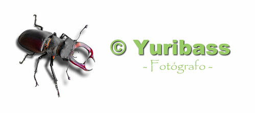 Nuevo www.yuribass.com