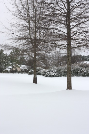 Snow & trees