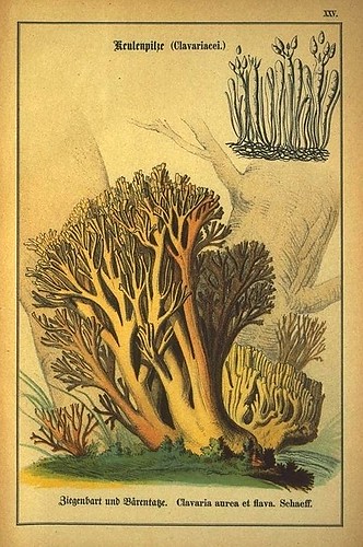 017-Allgemein verbreitete eßbare und schädliche Pilze 1876- Wilhelm von Ahles 