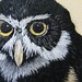 closeup of my owl