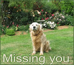 eCard: Missing You - dog