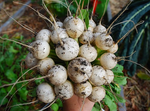 Japanese Turnips