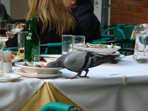 Pigeon's meal - cool!
