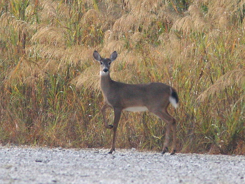 White-tailed Deer 20101223
