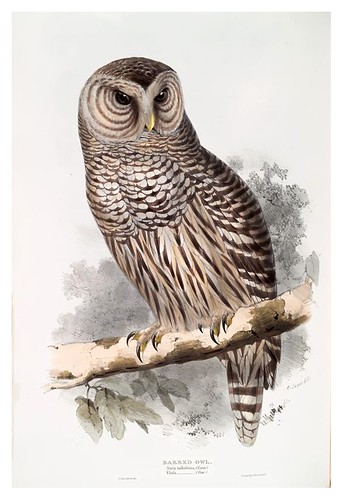 020-Buho listado- The birds of Europe Tomo I-1837- John Gould