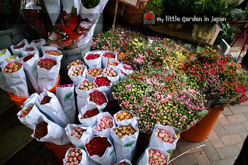 Hong-kong-flower-market-7
