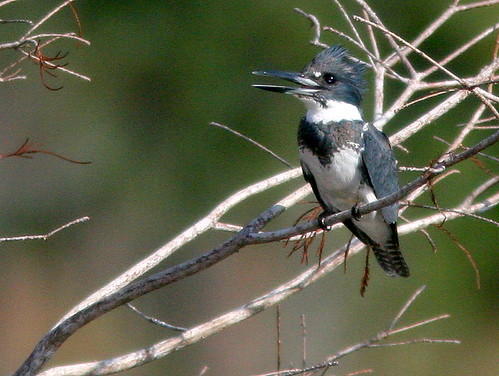 Belted Kingfisher 3-20110105