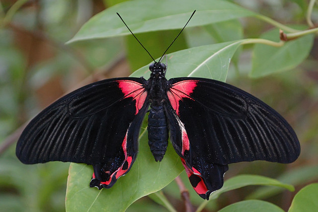 Black butterfly, at the Insectarium, Saint Louis Zoological Garden, Saint Louis, Missouri, USA