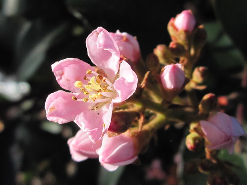Pink Flower Blossom