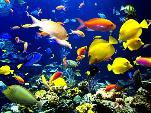 Fishes Wallpapers For Desktop. Cute Fish wallpapers