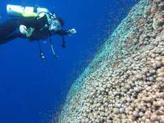 becs and a huge hard coral
