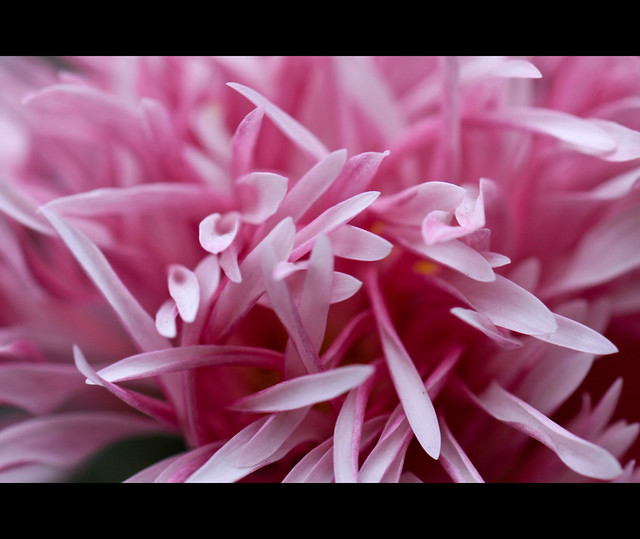 chrysanthemum 士林菊展