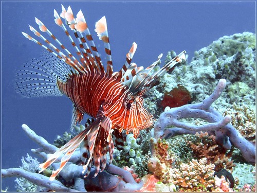 Maldives Scorpion Fish by juredel