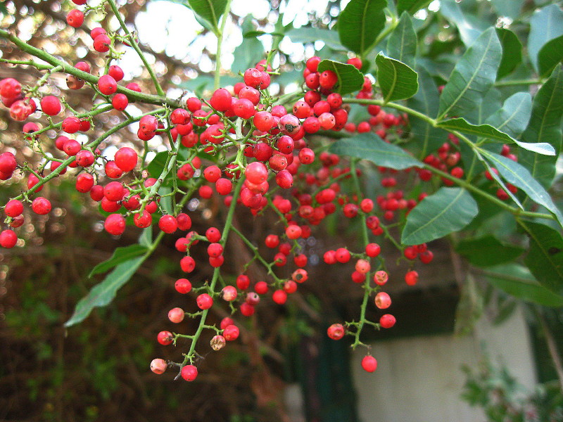 18-12-2010-happy-berries