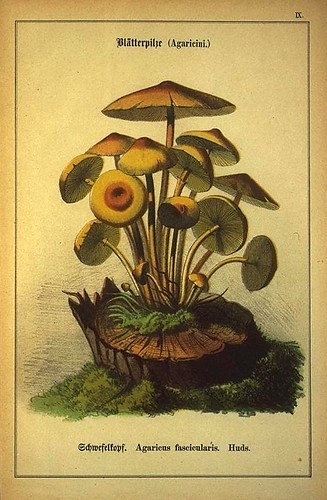 012-Allgemein verbreitete eßbare und schädliche Pilze 1876- Wilhelm von Ahles 