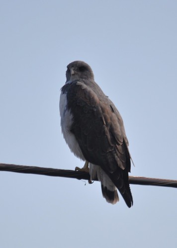 white-tailed hawk