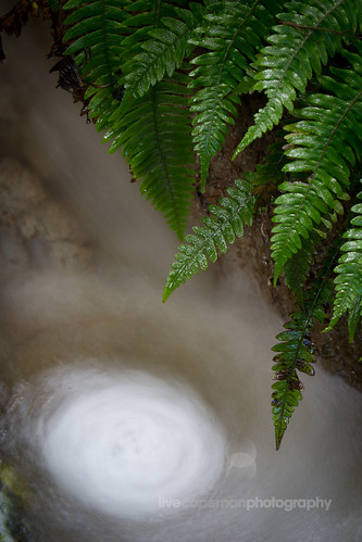 Ferns and whirlpool