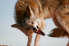 coyote-9442.jpg