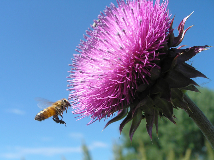 Bee with Thistle