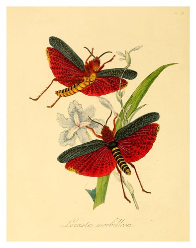 002-Locusta Morbillosa-Natural history of the insects of China…1842- Edward Donovan