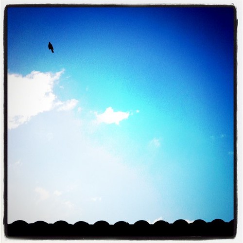 Bird flying over my house