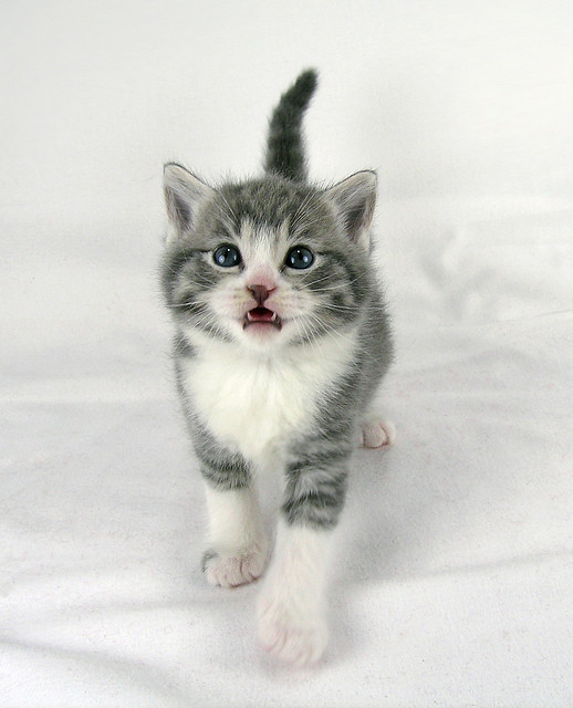 cute rescued grey and white kitten meowing. One of the kittens Patti rescued
