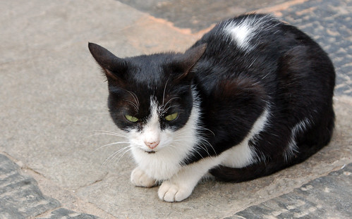 1Swayambhunath cat.jpg