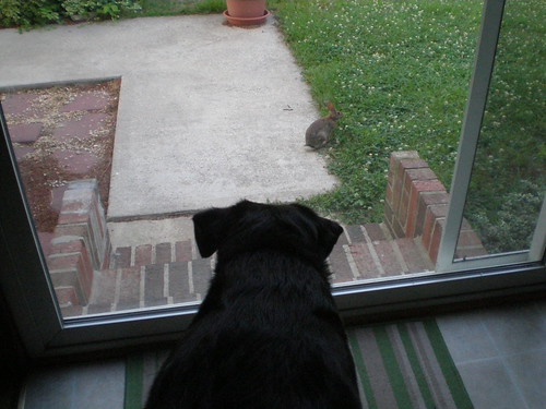 Watching a bunny