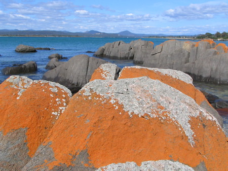 Brilliant lichen on the rocks