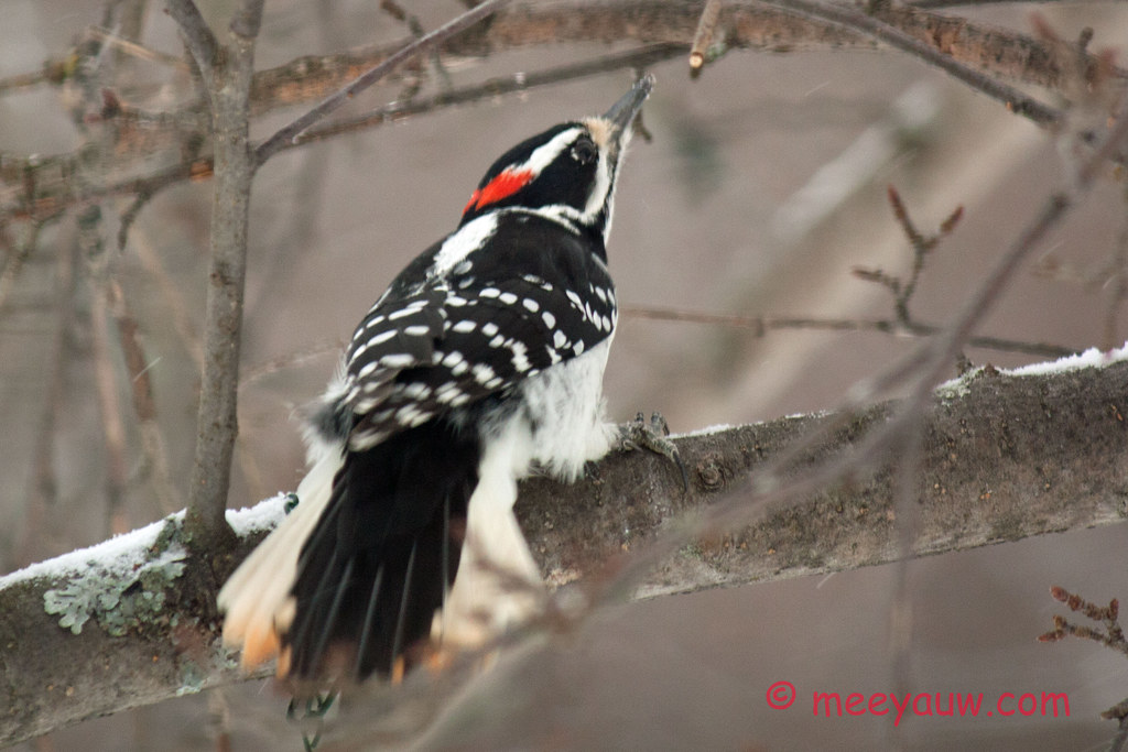 Woodpeckers    025.jpg