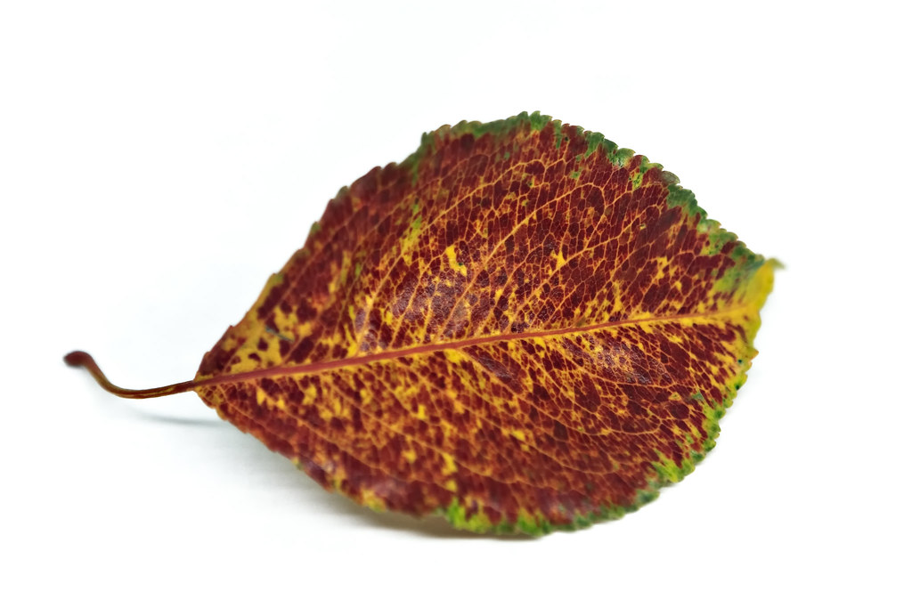 A Winter Leaf
