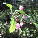 Blossom Buds