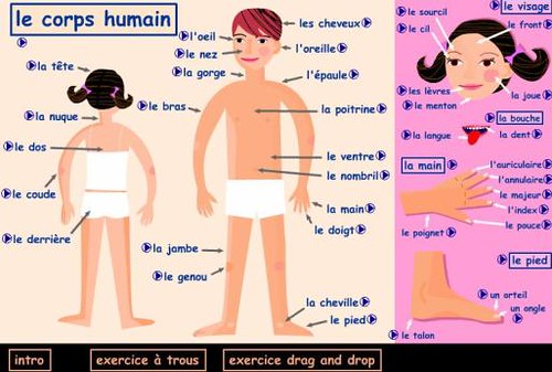 vocabulaire_corps_humain