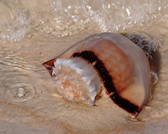Cannonball Jellyfish (Stomolophus meleagris)