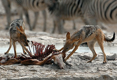 Jackals and springbok carcass