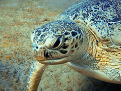 Marine Turtle