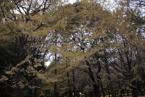 Sky of golden ginkgo leaves