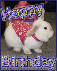 eCard: Birthday: Rabbit - hoppy birthday