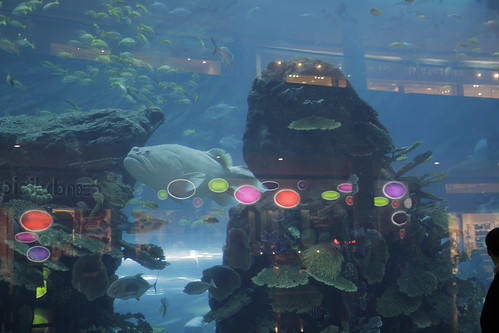 Large Aquarium in Dubai Mall 2