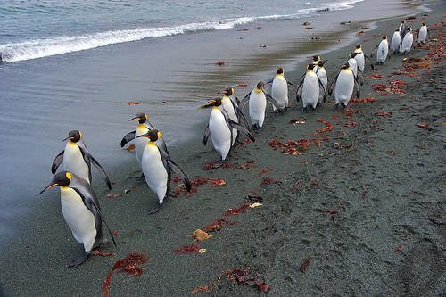 King Penguins by rbtcave