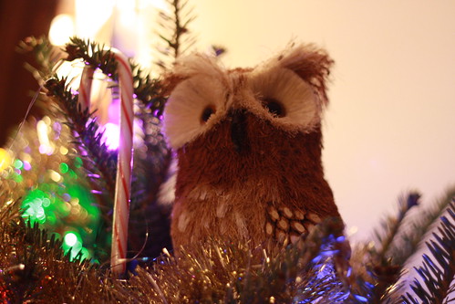 An Owl in My Tree