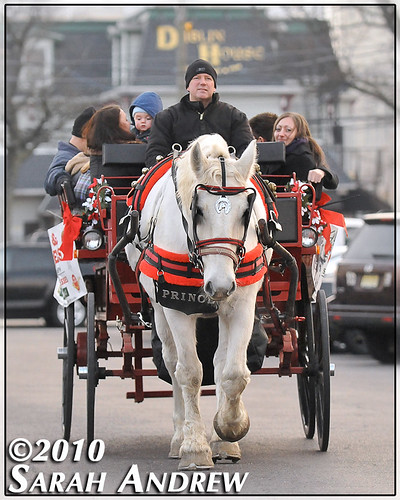 Prince the horse treats tourists to a carriage ride through the streets of 