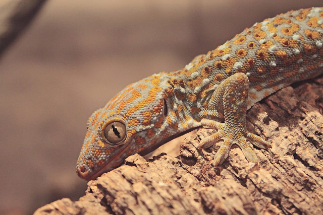 MODS gecko