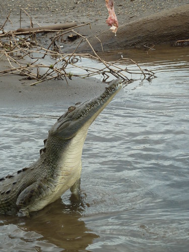 Costa Rican Alligator